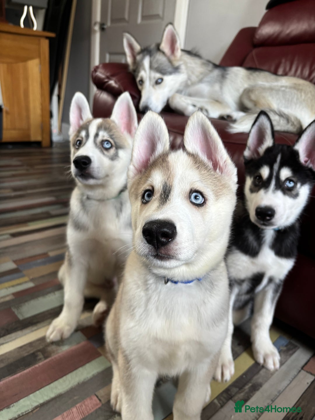 Siberian Husky dogs for sale: LAST Siberian Husky Puppy - Fully Vaccinated - Image 12
