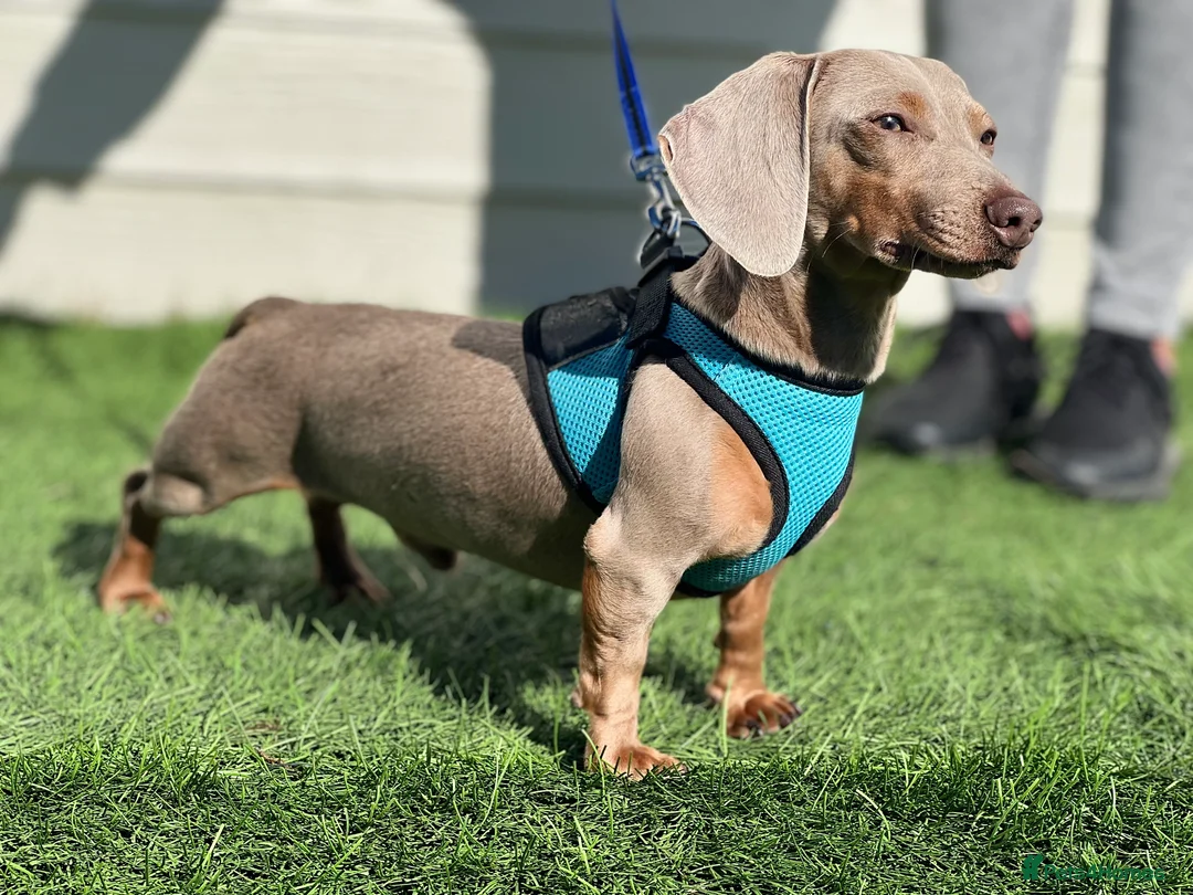 Dachshund dogs for stud: KC Isabella Rabbit Dachshund 2.7kg in Basildon - Advert 2