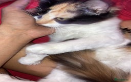 British Longhair cats for sale: british long hair  - Image 11