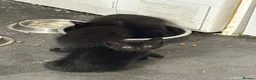 Mixed Breed cats for sale: Black kittens in Salford - Advert 6