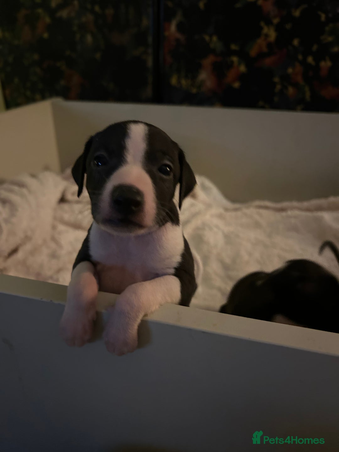 Italian Greyhound dogs for sale: Italian greyhound pups  - Advert 7