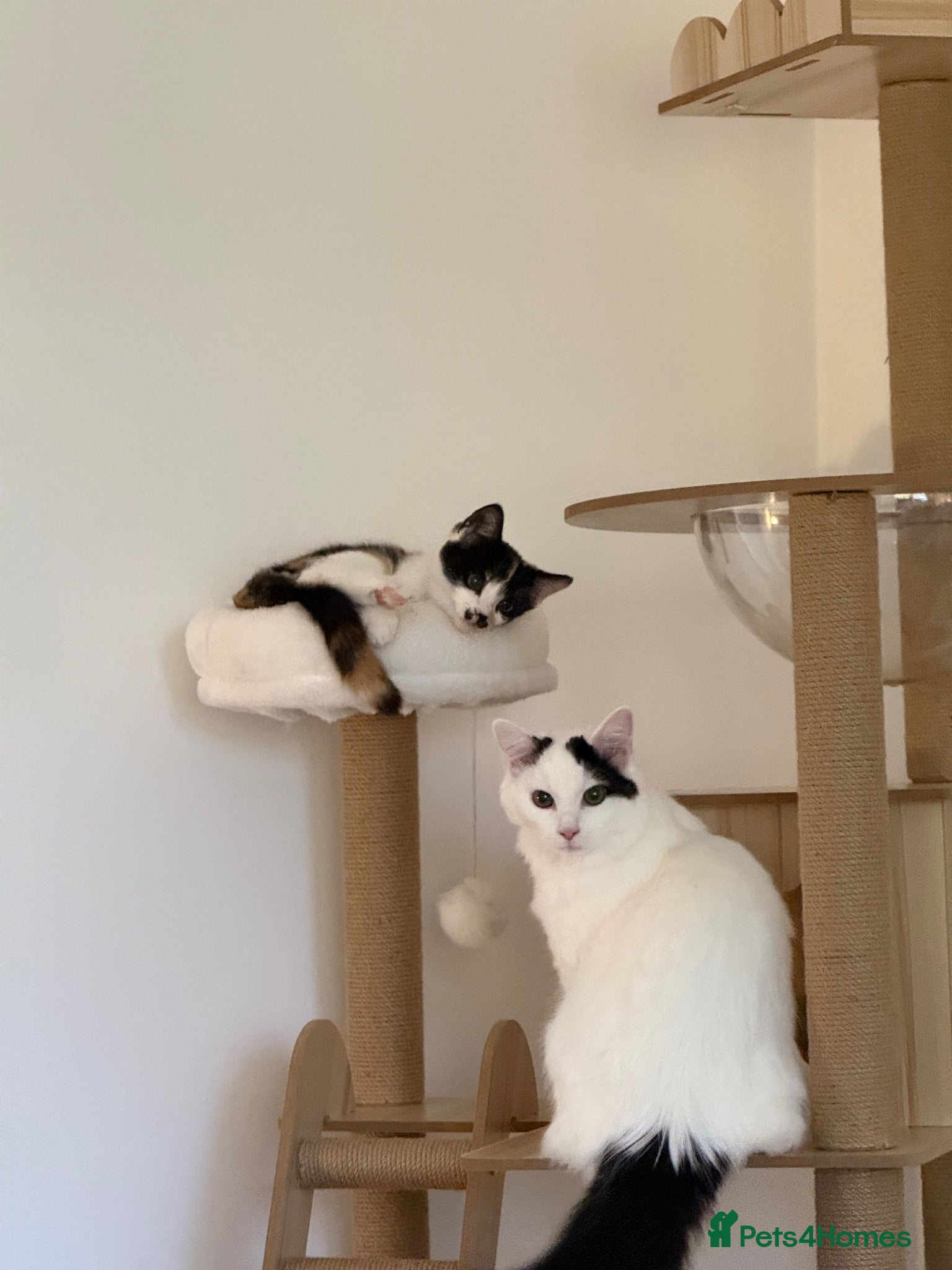 Mixed Breed cats Patsy & Pearl  - Advert 1