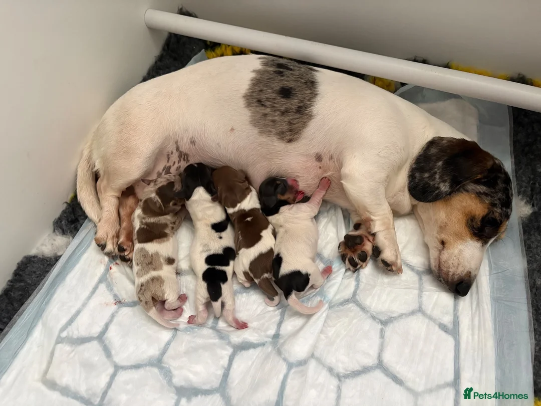 Miniature Dachshund dogs for sale: Mini dachshunds in Evesham - Advert 2