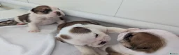 English Bulldog dogs for sale: ✨ ELITE UK BULLDOG PUPPIES AVAILABLE 🚨🏆 - Advert 2