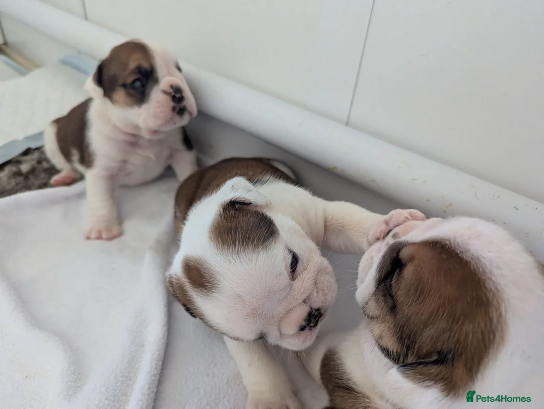 English Bulldog dogs for sale: ✨ ELITE UK BULLDOG PUPPIES AVAILABLE 🚨🏆 - Advert 2