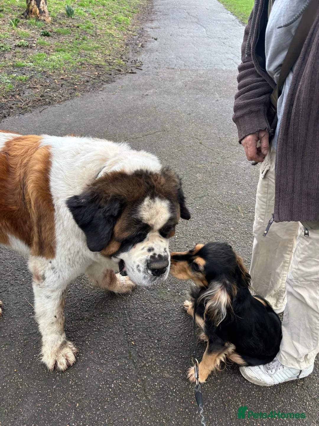 Cockerdor dogs for sale: Hector 2 year old Cockerdor  - Advert 18