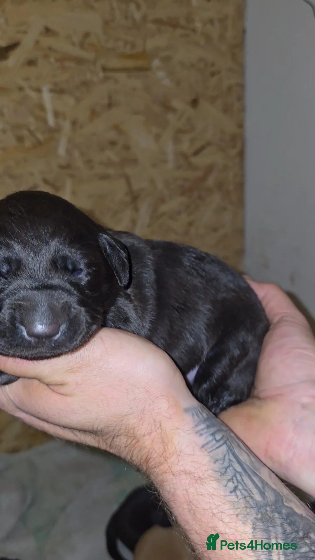 Labrador Retriever dogs for sale: 5 labrador puppies  - Advert 2