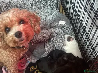 Pomapoo dogs Poochon x Pomeranian - Advert 6