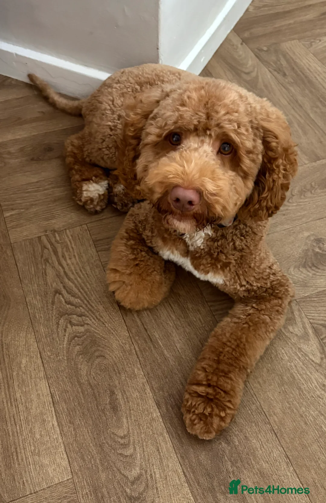 Cockapoo dogs for stud: Gorgeous deep red cockapoo for stud  - Advert 3