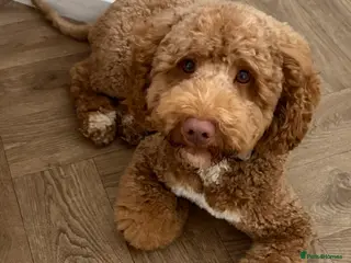 Cockapoo dogs Gorgeous deep red cockapoo for stud - Advert 4