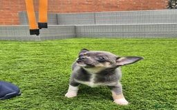 Chihuahua dogs for sale: Chihuahua female puppies  - Image 22