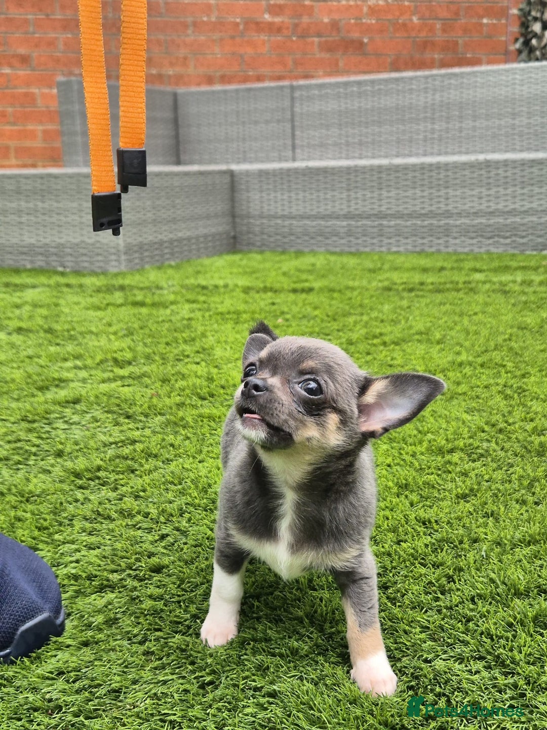 Chihuahua dogs for sale: Chihuahua female puppies  - Image 22