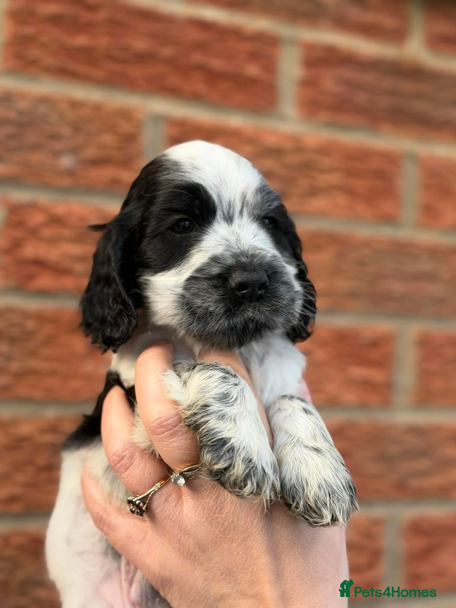 Cocker Spaniel dogs Beautiful show cocker spaniel kc reg 5 boys - Advert 15