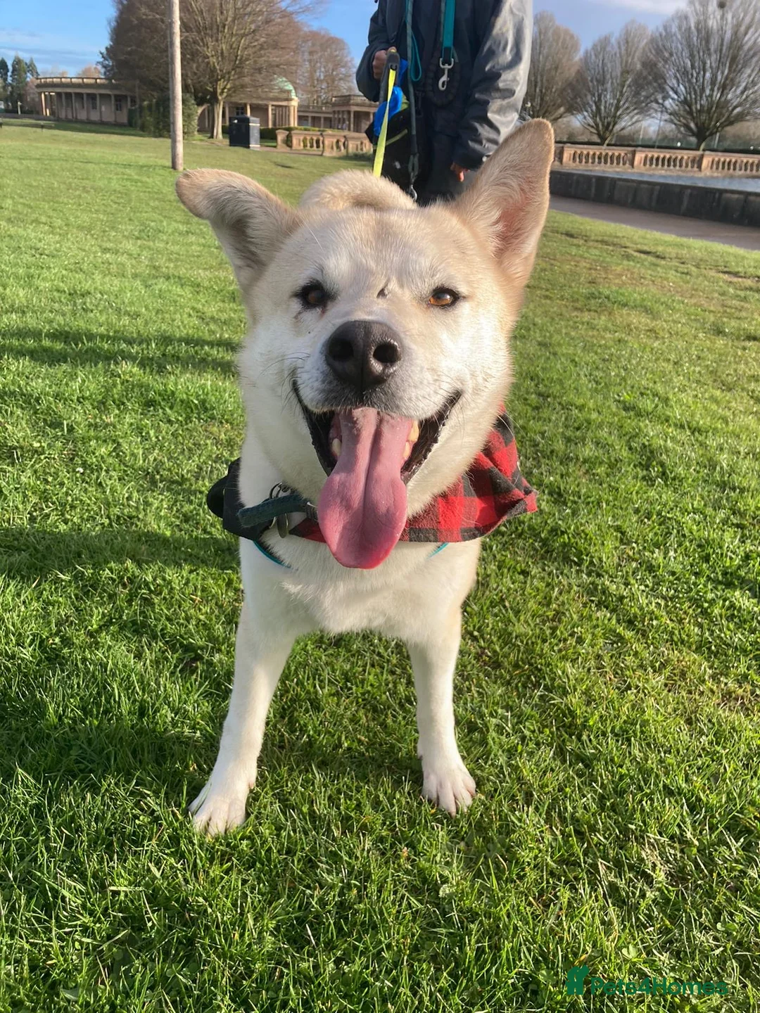 Mixed Breed dogs for adoption: Handsome Fivos Huskey X Shepherd in Norwich - Advert 17