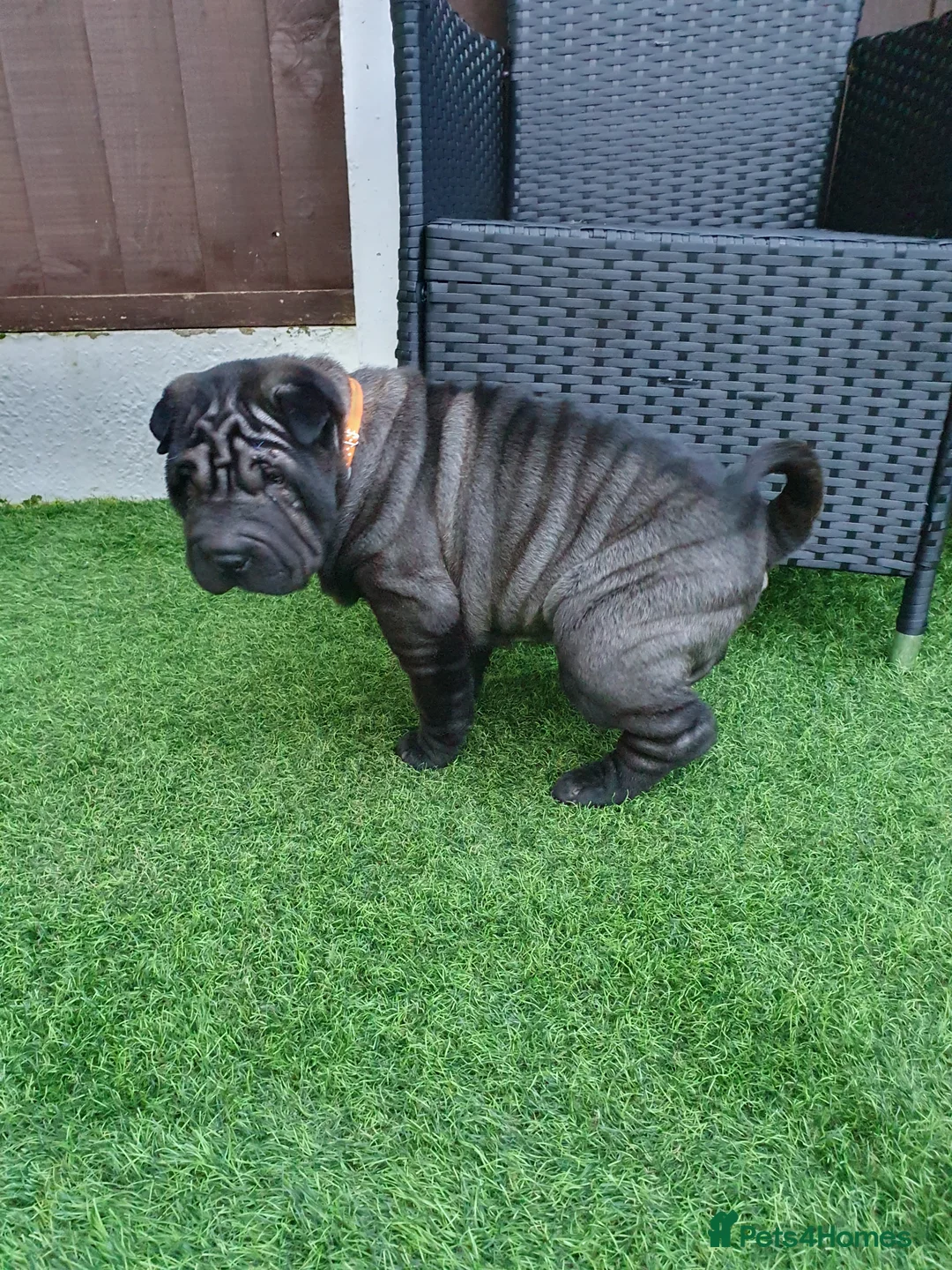 Shar Pei dogs for sale: Stunning KC Registered Shar Pei puppies - Advert 2