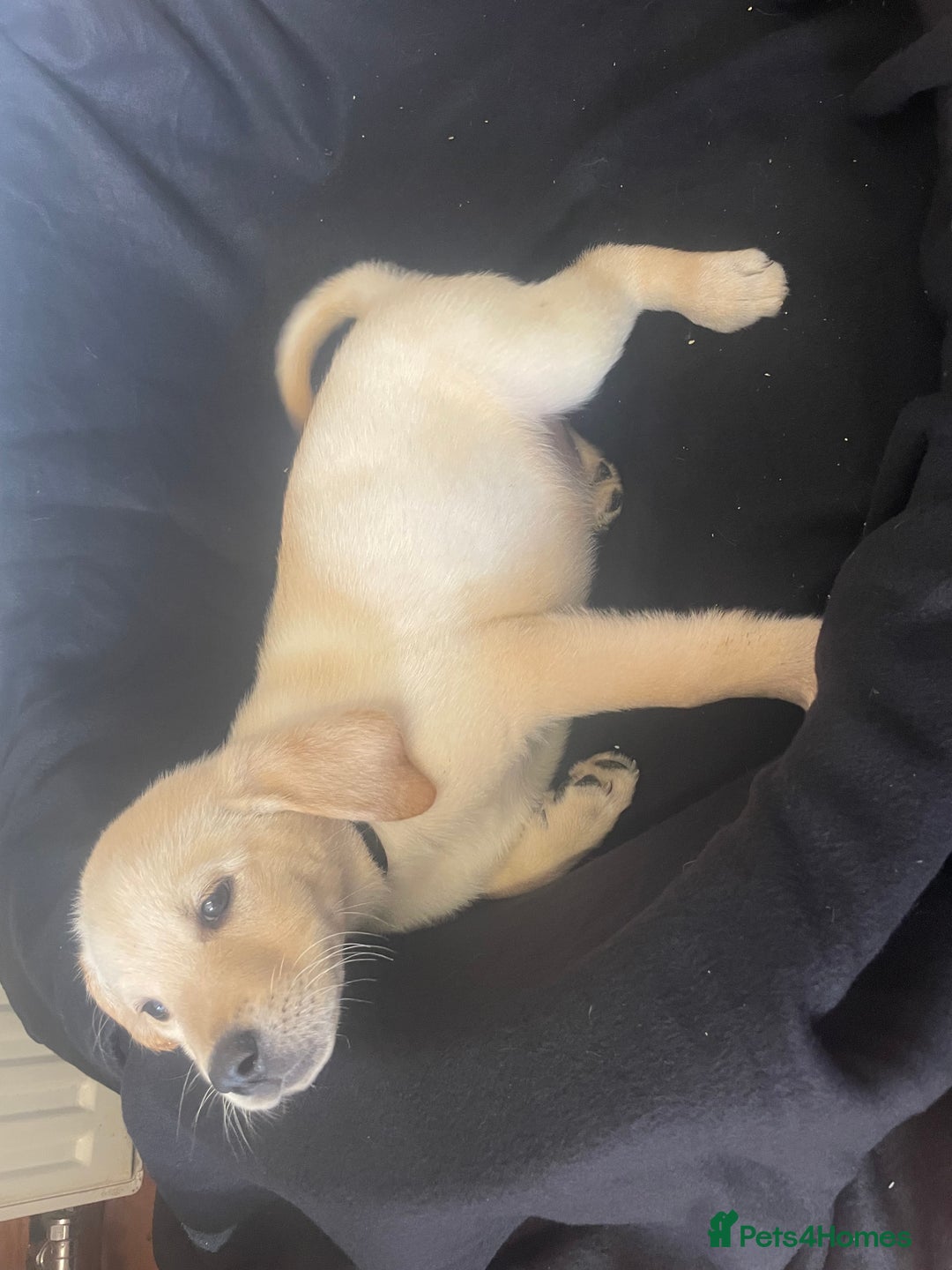 Labrador Retriever dogs for sale: Beautiful Andrex Labrador Puppy’s  - Image 19