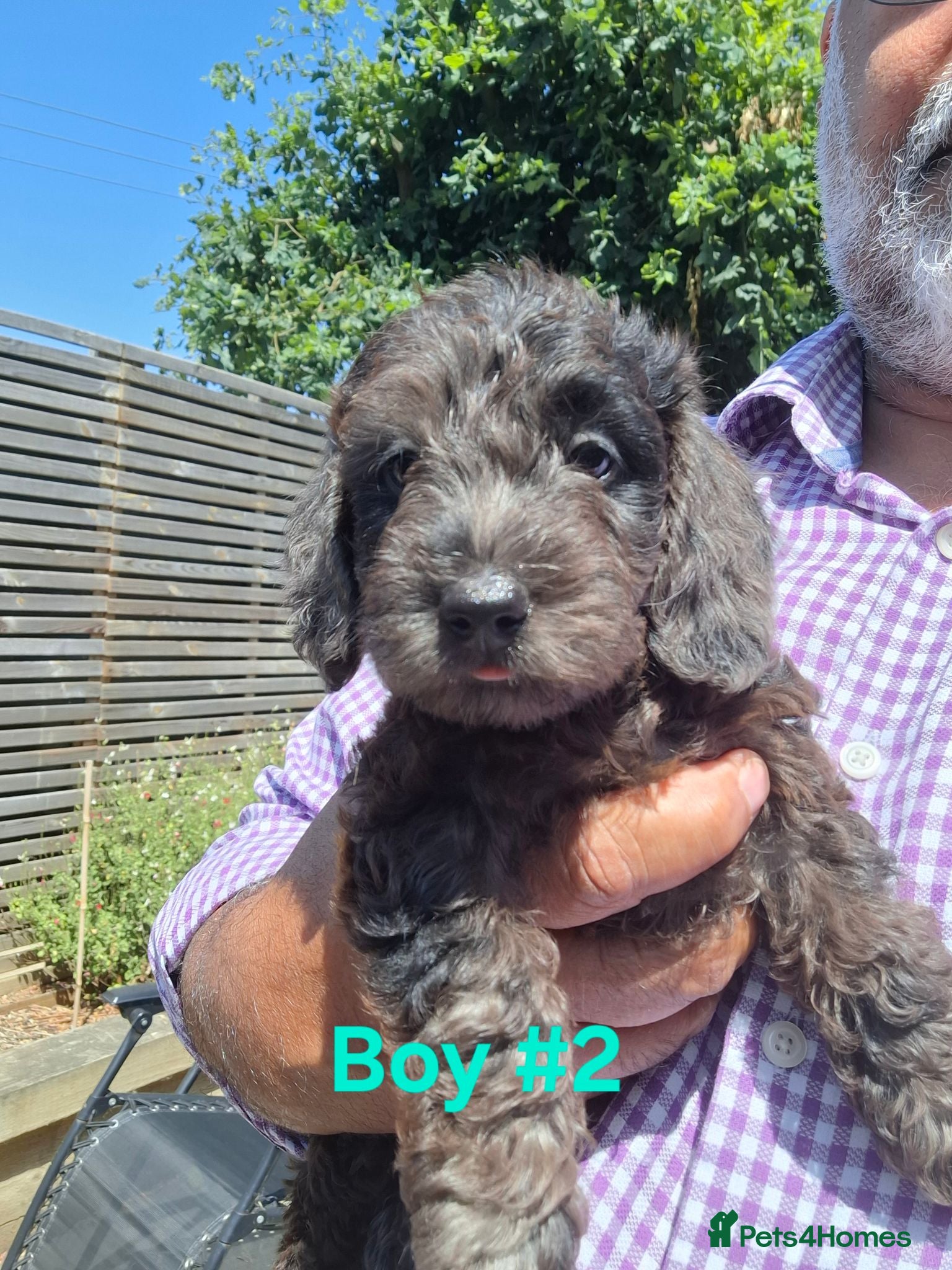 Doxiepoo dogs Mini-Wire Dachshund x Asian Toy Poodle puppies - Advert 6