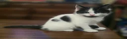 Turkish Angora cats for sale: 5 wonderful fur babies (4girls,1boy) in London - Advert 6