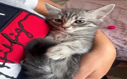 Maine Coon cats for sale: Ragdoll cross Maine Coon kitten - Image 7
