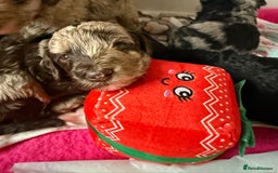 Cockapoo dogs for sale: Stunning Merle cockapoos - Image 8