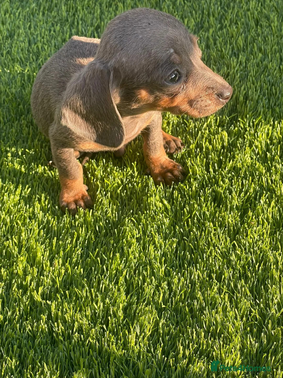 Miniature Dachshund dogs for sale: Stunning Litter of Miniature Dachshund Puppies in Coventry - Advert 1