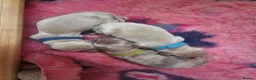 Miniature Dachshund dogs for sale: Miniature Dachshund  - Advert 24