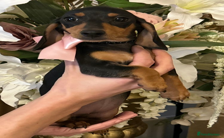 Miniature Dachshund dogs in Coventry - Advert 3