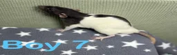 Rat rodents for sale: Super friendly baby rats  - Advert 7