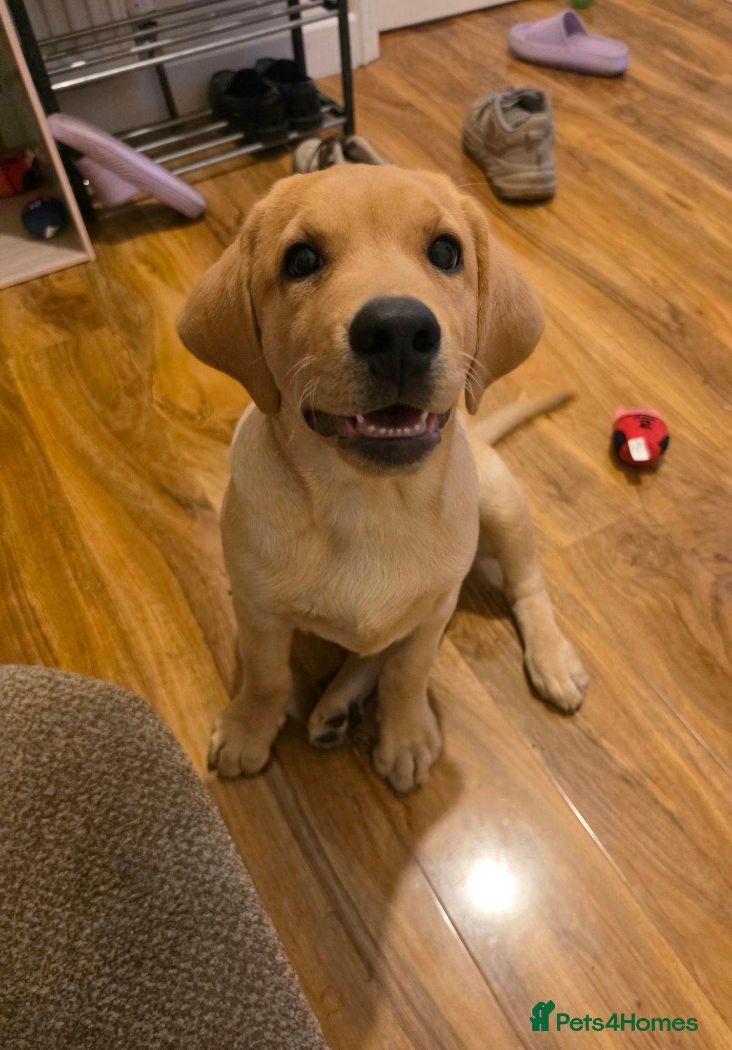 Labrador Retriever dogs READY NOW!!! KC registered Labrador Retriever  - Advert 1