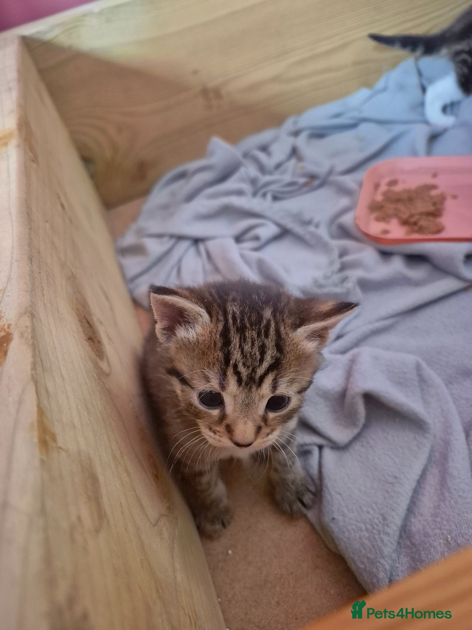 Domestic Shorthair cats for sale: 4 gorgeous kittens.  - Advert 14