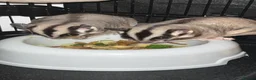 Sugar Glider rodents for sale: 2 female sugar glders in South Ockendon - Advert 28
