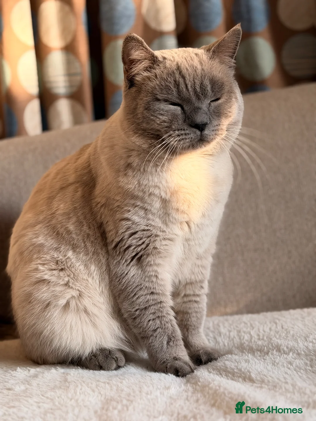 British Shorthair cats for sale: 🐾 British Color Point Looking for a Loving Home!  - Advert 1