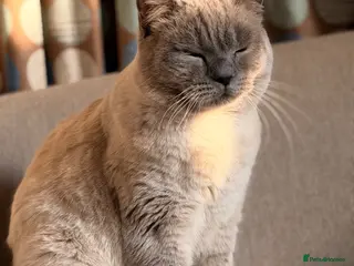 British Shorthair cats 🐾 British Color Point Looking for a Loving Home! - Advert 1