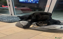 Cane Corso dogs for sale: Loving home needed for cane corso and pug  - Advert 5