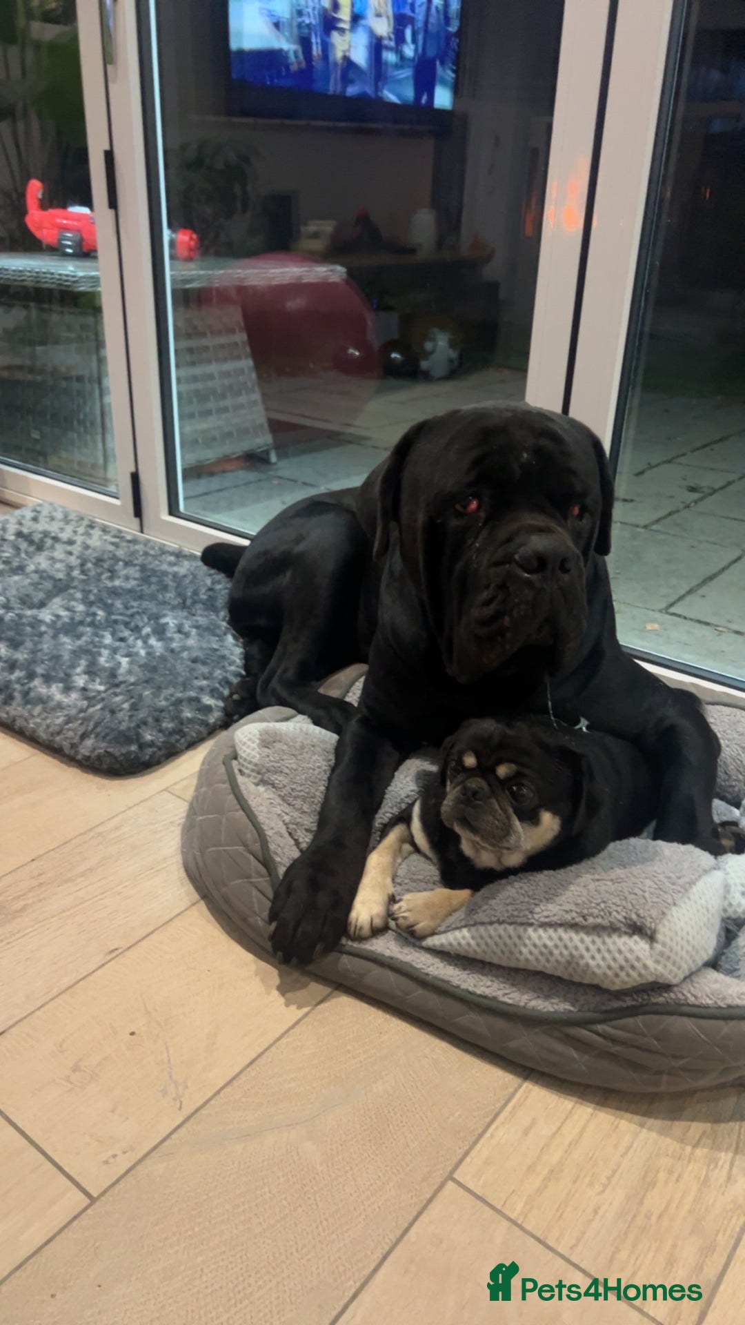 Cane Corso dogs for sale: Loving home needed for cane corso and pug  - Advert 5