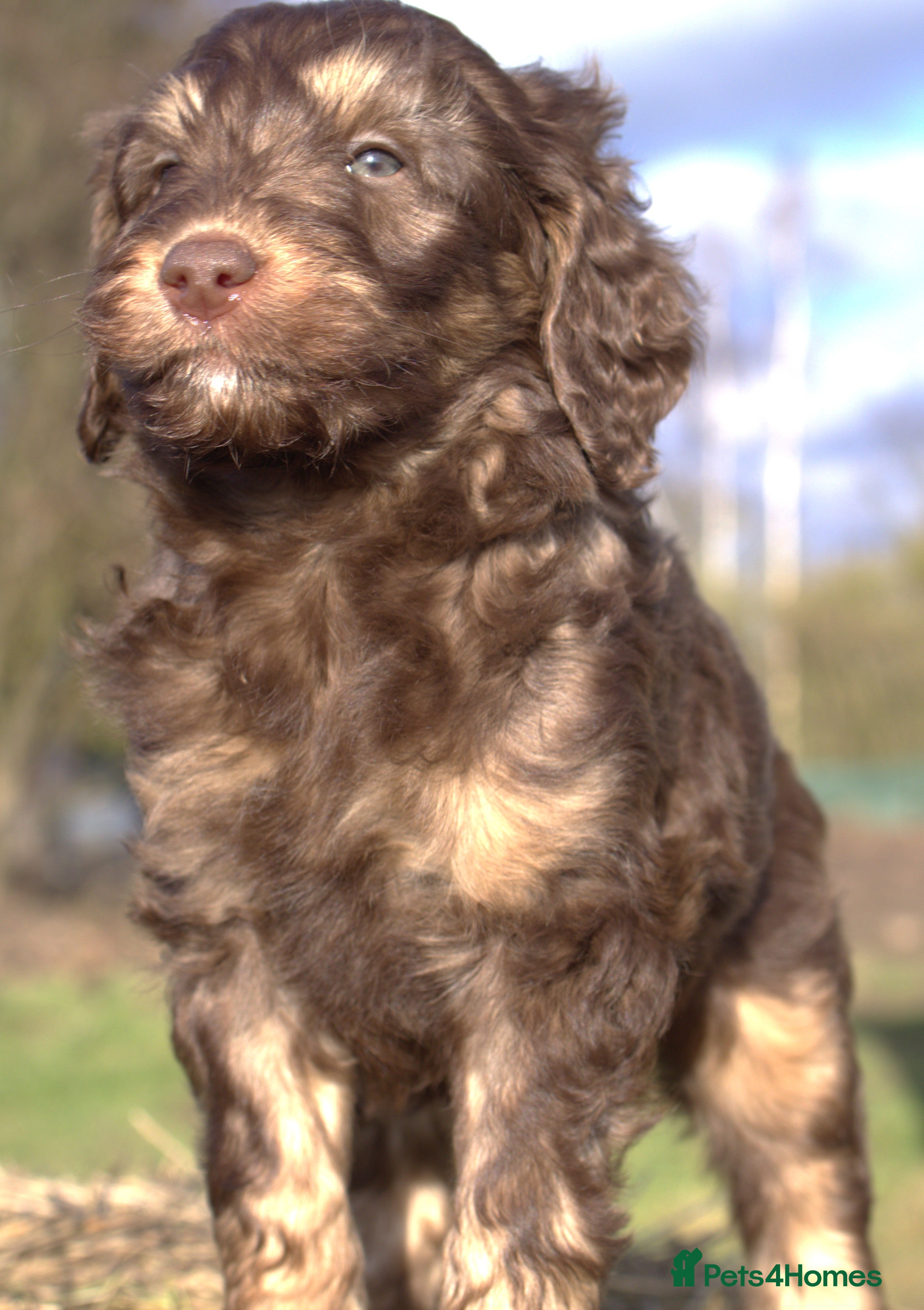 Labradoodle dogs 🐾🌈 Bred for Potential, Raised for Resilience🐾🌈 - Advert 12