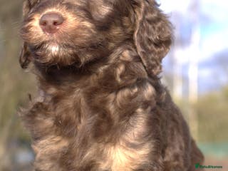 Labradoodle dogs 🐾🌈 Bred for Potential, Raised for Resilience🐾🌈 - Advert 17