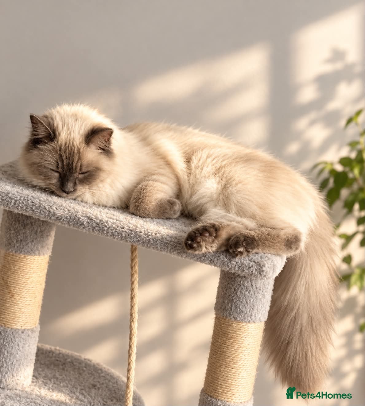 Ragdoll cats Kittens mix of Ragdoll and York chocolate.🐈‍⬛🐾 - Advert 2