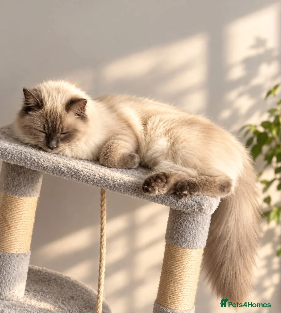 Ragdoll cats for sale: Kittens mix of Ragdoll and York chocolate.🐈‍⬛🐾 - Advert 1