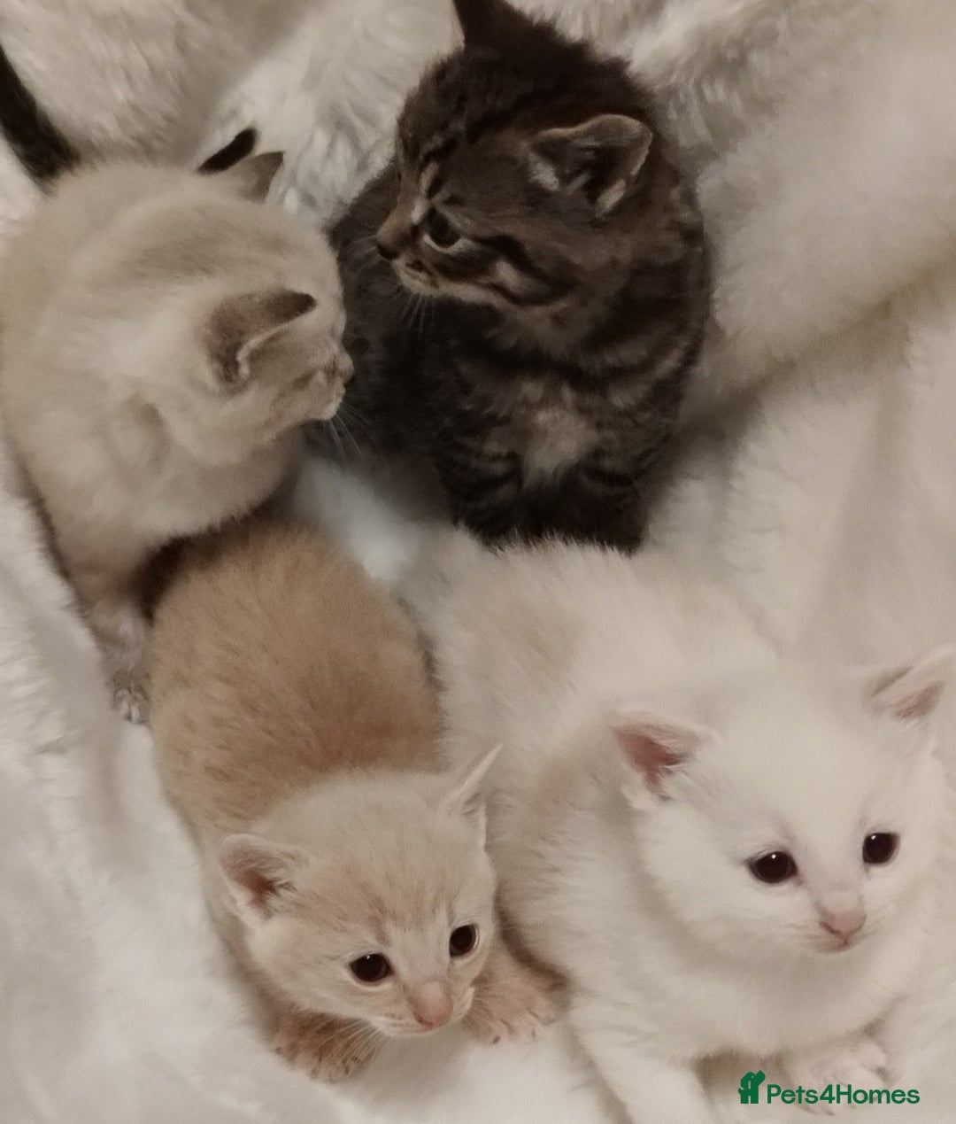 Russian Blue cats for sale: Gorgeous Russian Blue kittens 4 weeks  - Advert 8