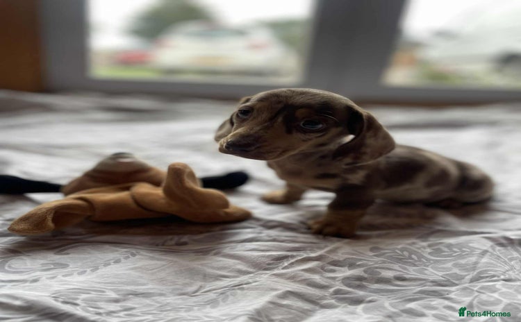 Miniature Dachshund dogs - Advert 2