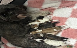 Lhasa Apso dogs for sale: Lhasa Apso Puppies for sale - Image 1