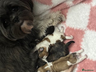 Lhasa Apso dogs - Advert 19