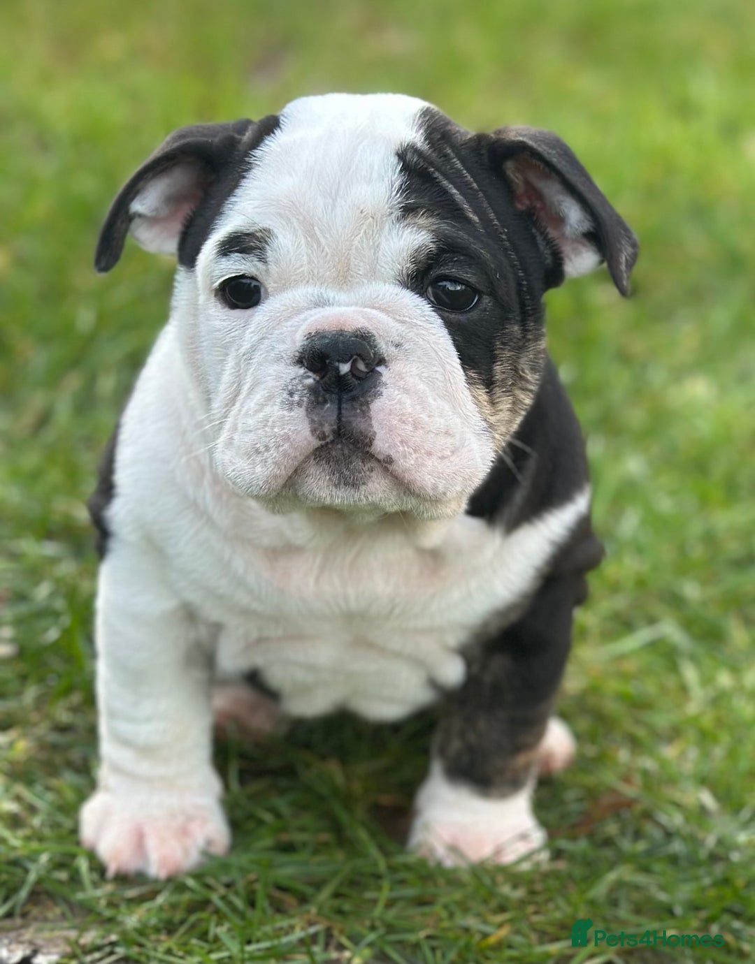 English Bulldog dogs for sale: 🌟Ready Now!🌟 - Advert 1