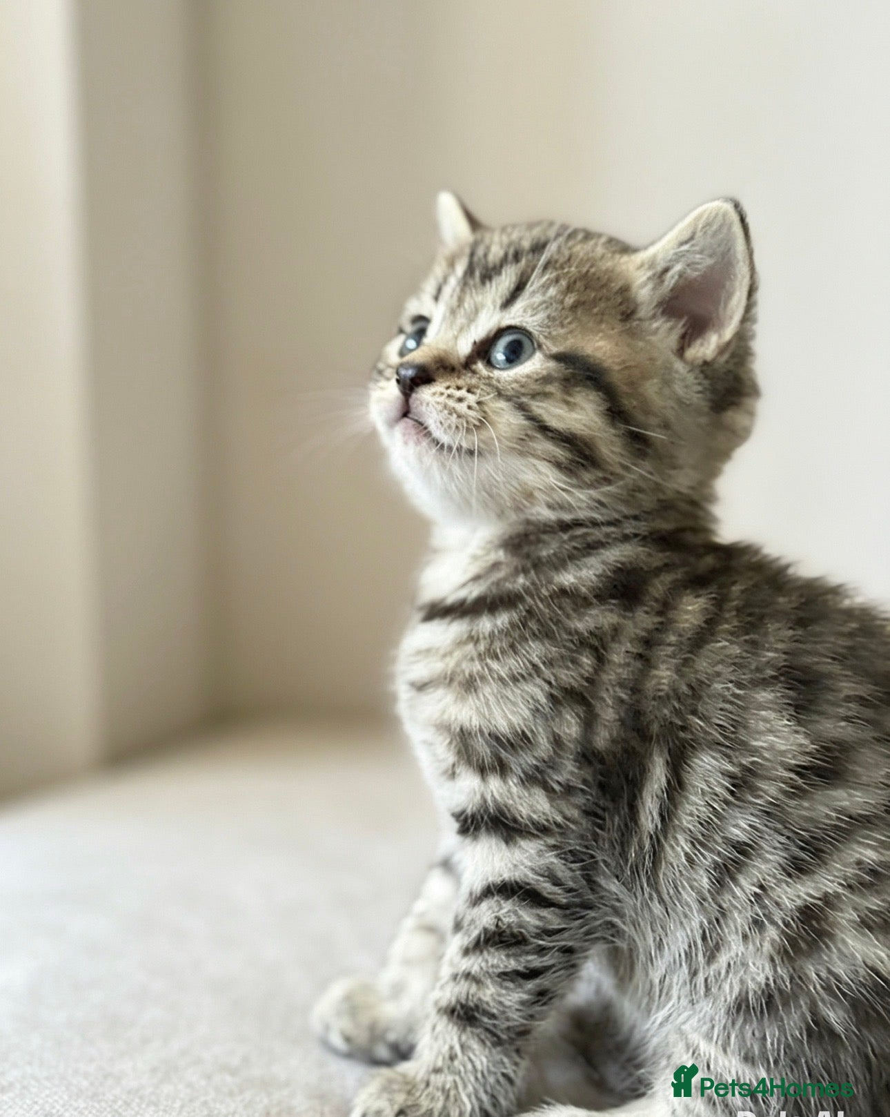 British Shorthair cats British shorthair tabby chocolate and blue girls - Advert 4