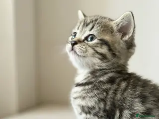 British Shorthair cats British shorthair tabby chocolate and blue girls - Advert 4