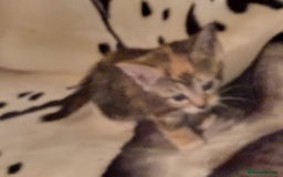 Mixed Breed cats for sale: Stunning British short hair x - Advert 9