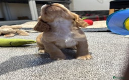 Cocker Spaniel dogs for sale: Beautiful show type puppies  - Image 21