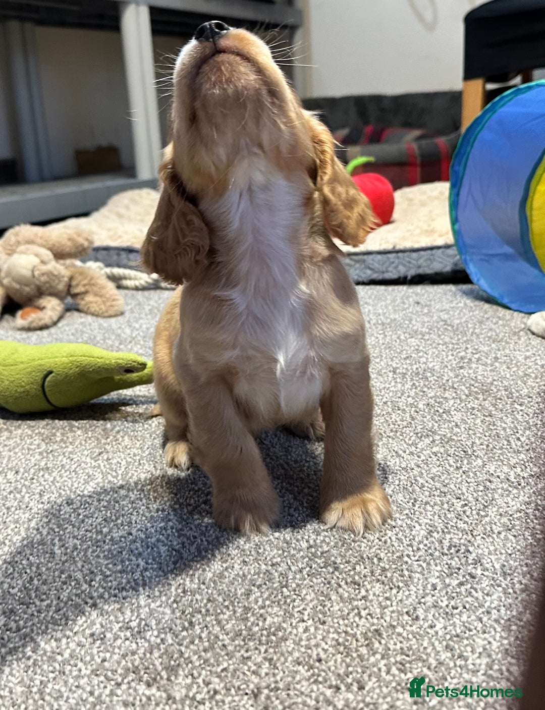 Cocker Spaniel dogs for sale: Beautiful show type puppies  - Image 21