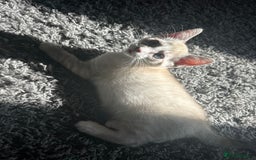 Siamese cats for sale: Beautiful blue eyed baby  - Image 2